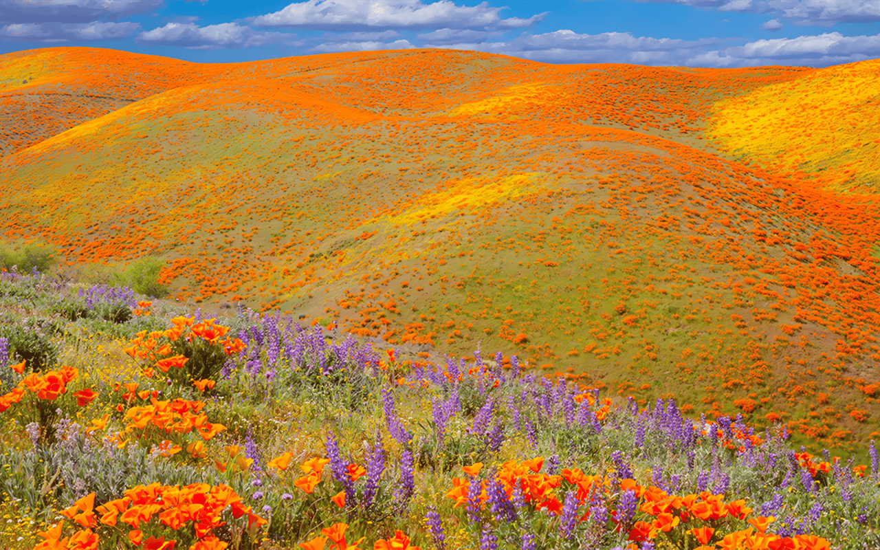 Superbloom 2023