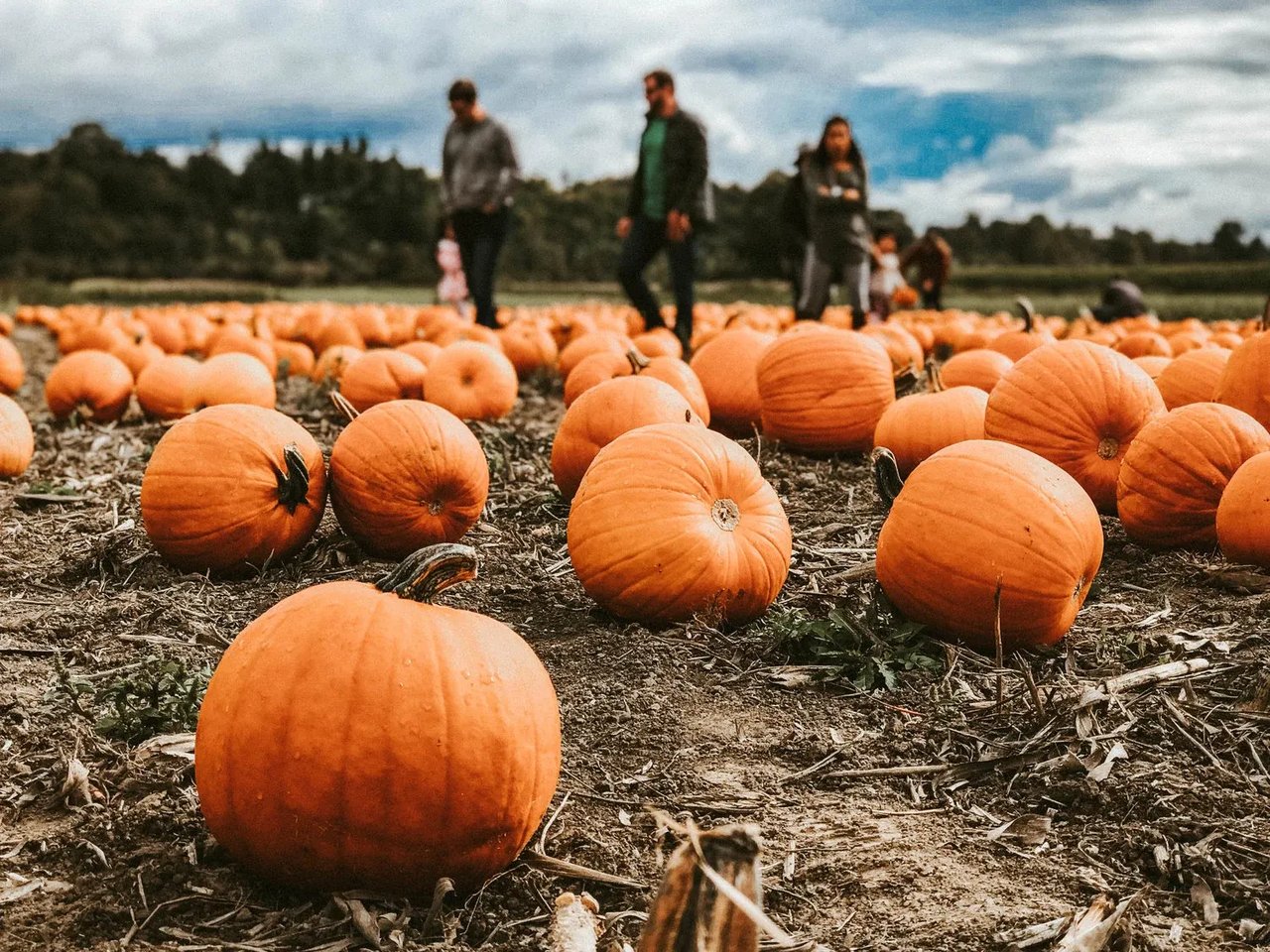 Austin's Most Picture-Worthy Pumpkin Patches
