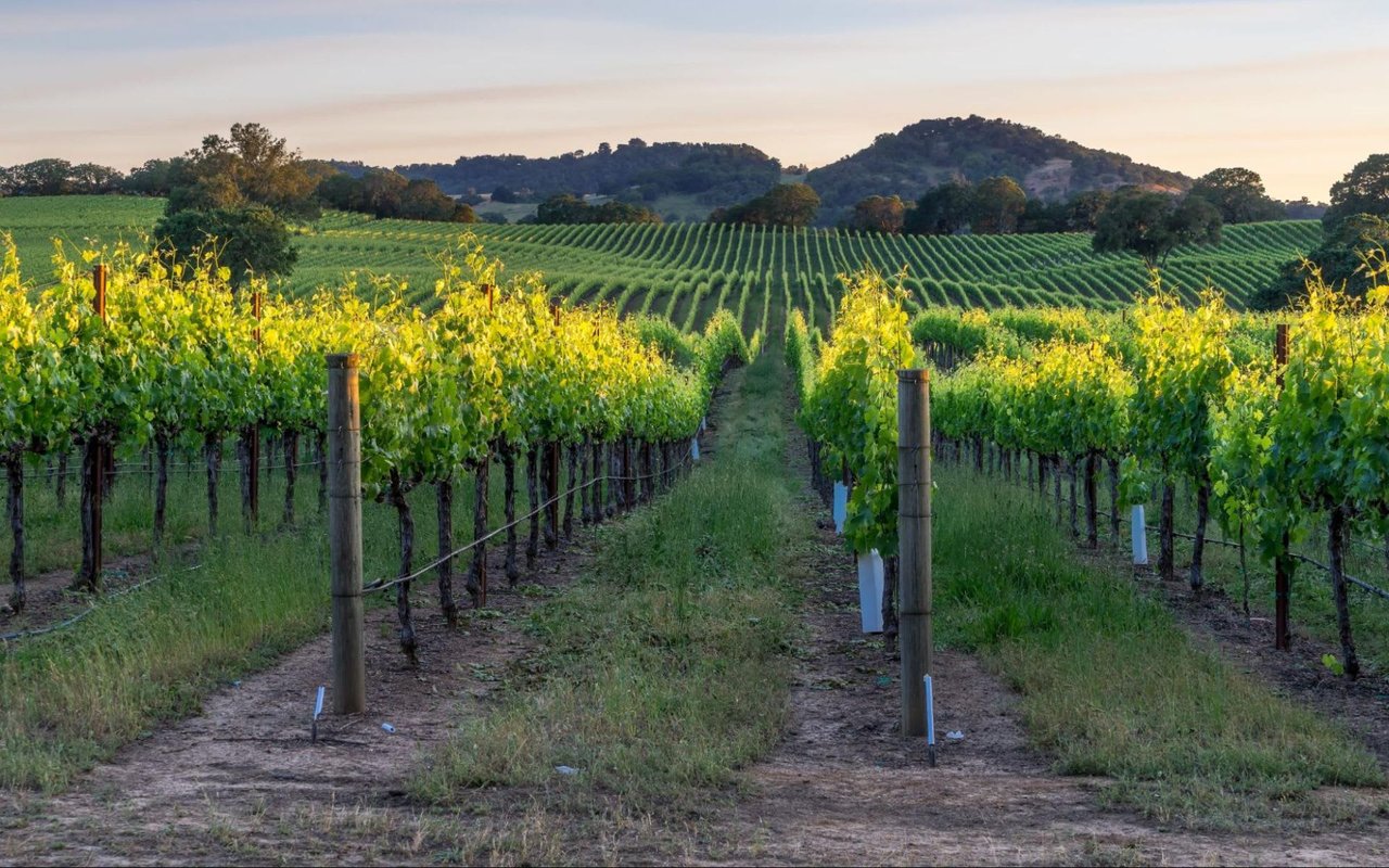 Things To Do With Your Kids in California Wine Country