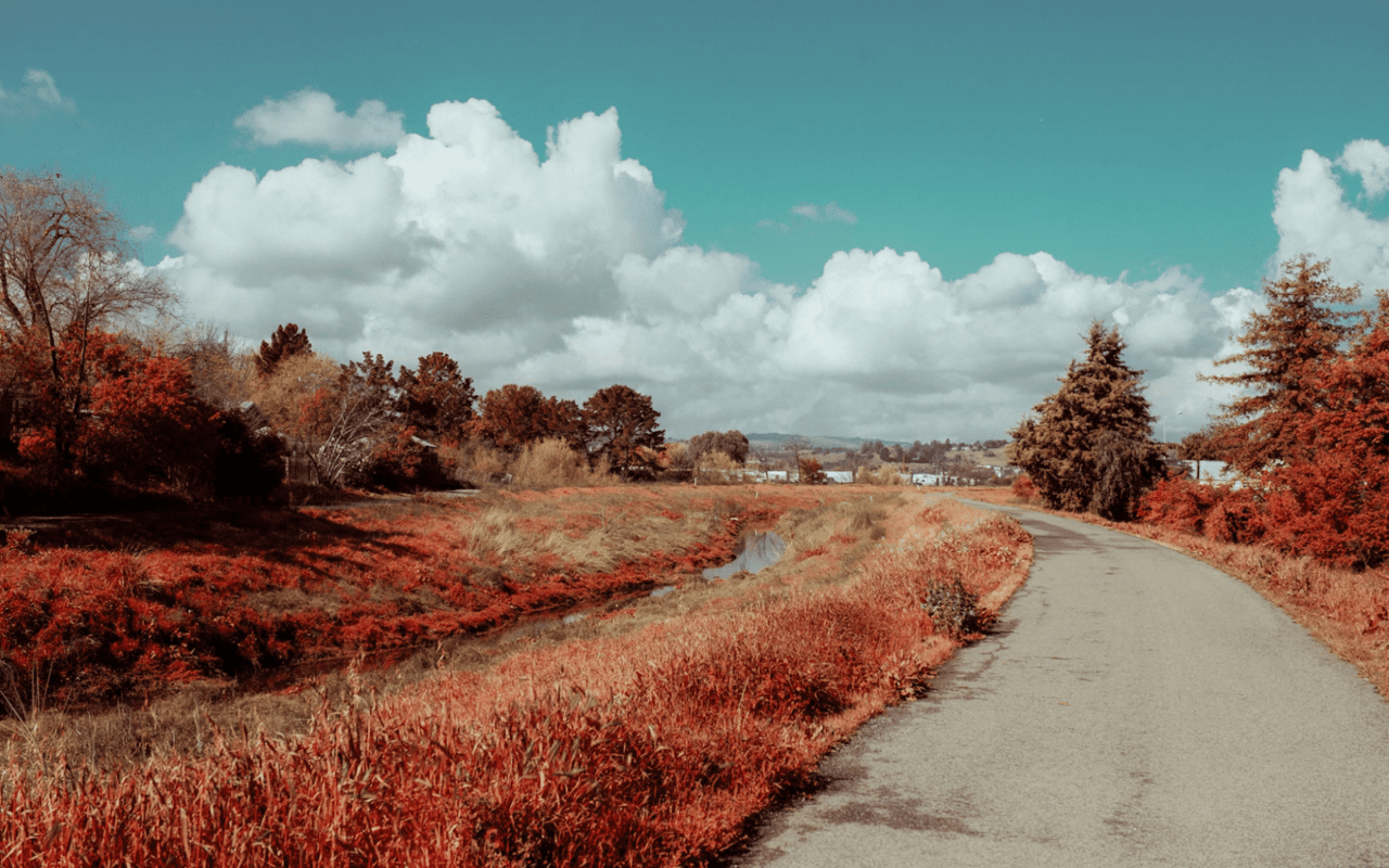 A scenic path winds through a vibrant landscape