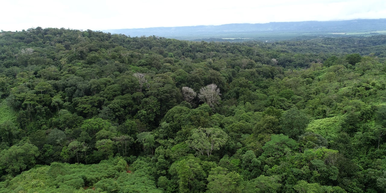 Rainforest Conservation Pasture Land, Osa, Puntarenas