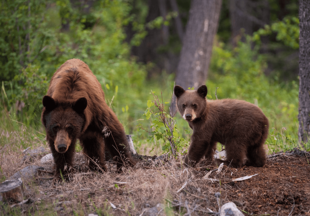 Momma bear, four cubs put down after breaking into Aspen home