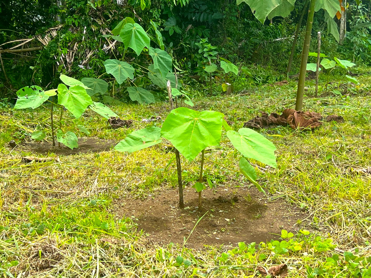 Costa Rican Teak and Hardwood Farm with Endless Potential