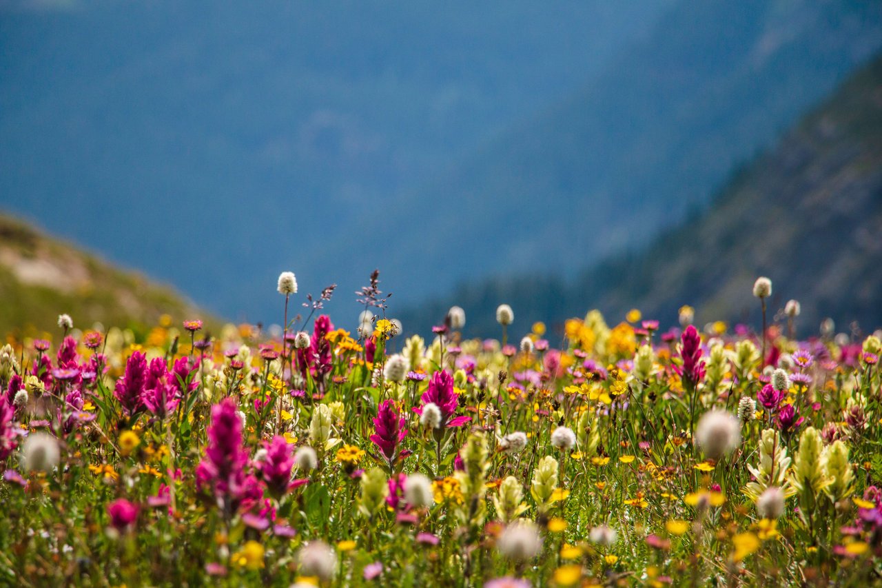 Exploring Colorado's Wildflowers 