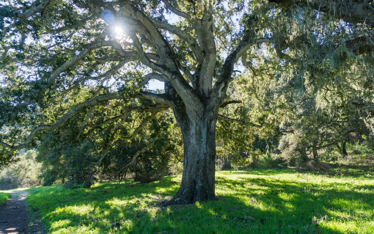 Carmel Valley