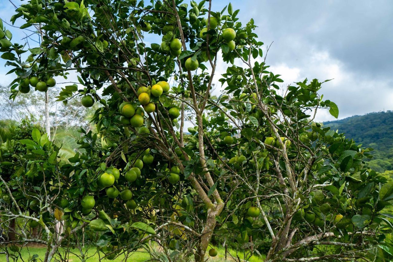 12.5 Acre Luxury Cacao Estate