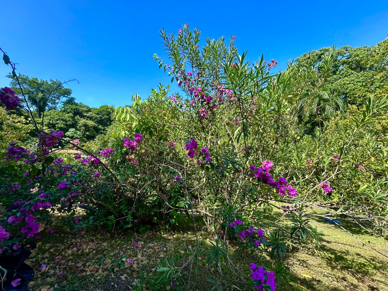 Surfer's Dream in Ojochal; 2 Bedrooms, 2 Bathrooms with Pool and River Access