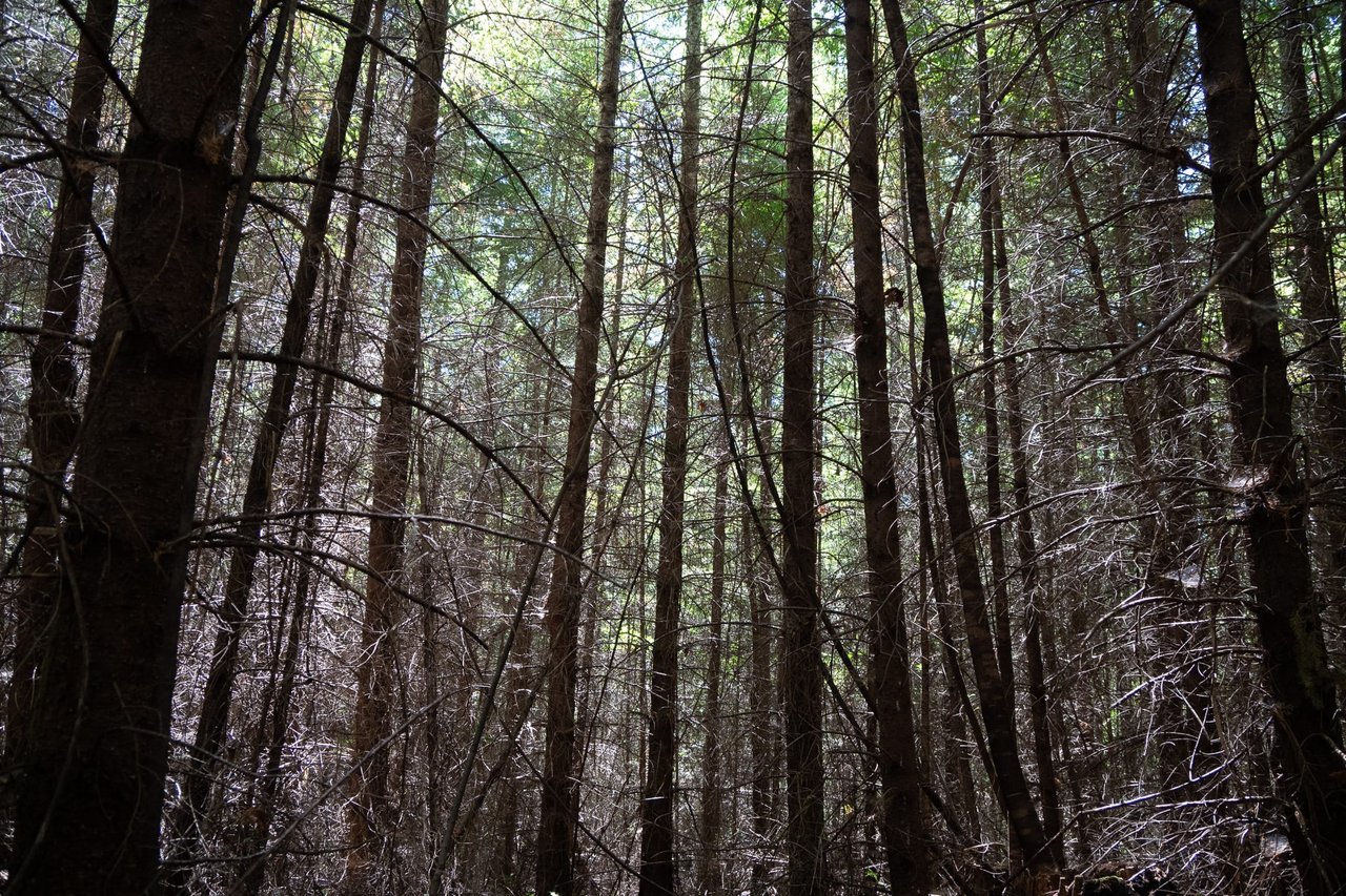 Hayes Hill Tree Farm 