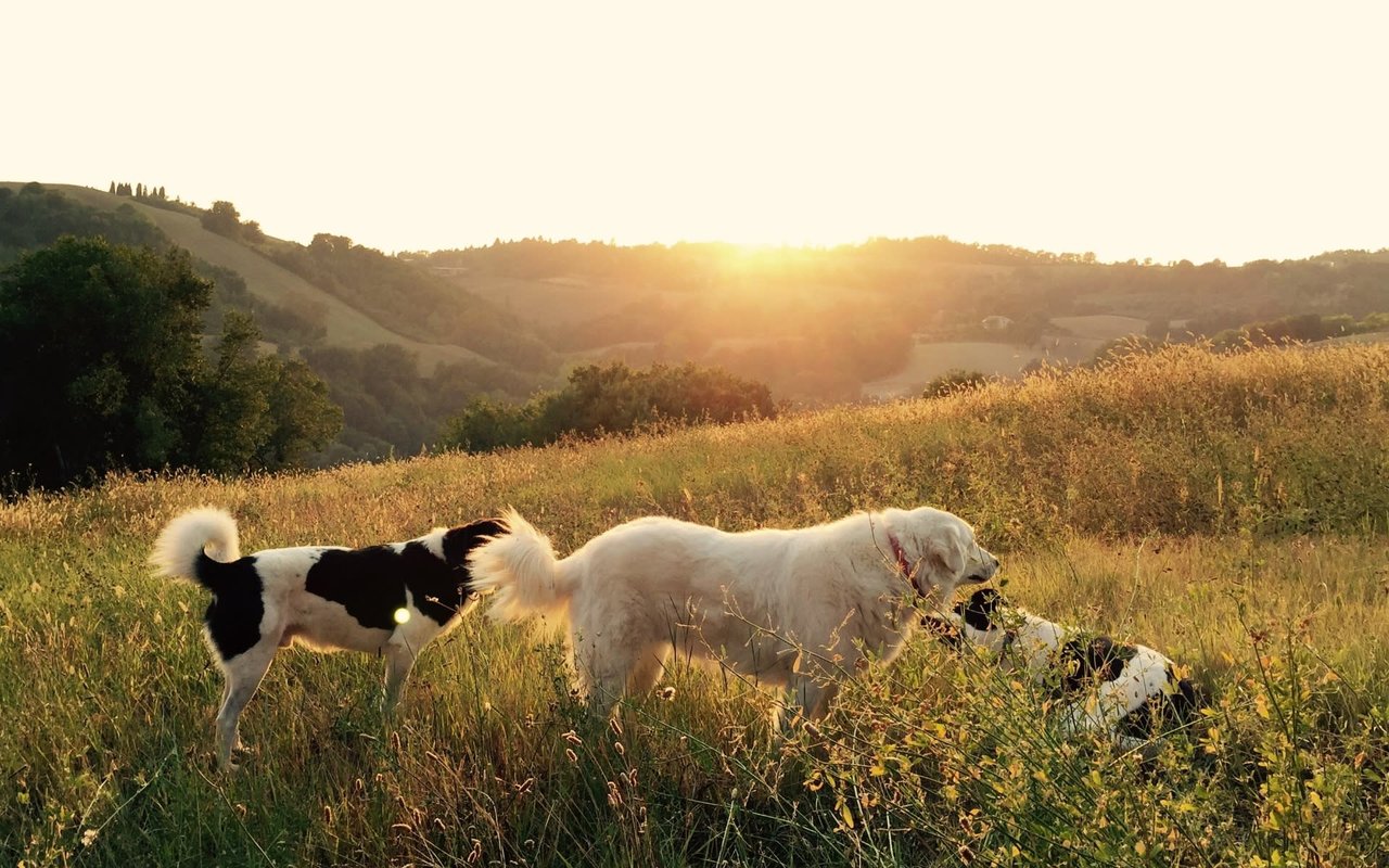 The Best Dog Parks in Santa Monica, Pacific Palisades & Brentwood