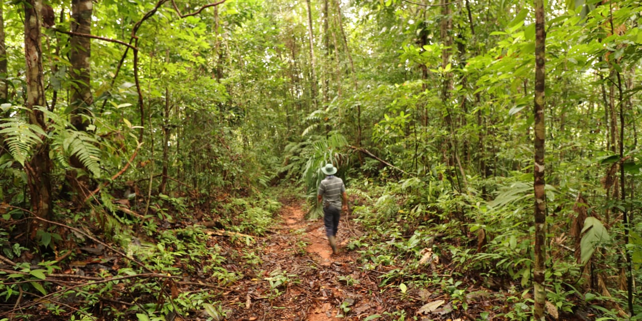 Rainforest Conservation Pasture Land, Osa, Puntarenas