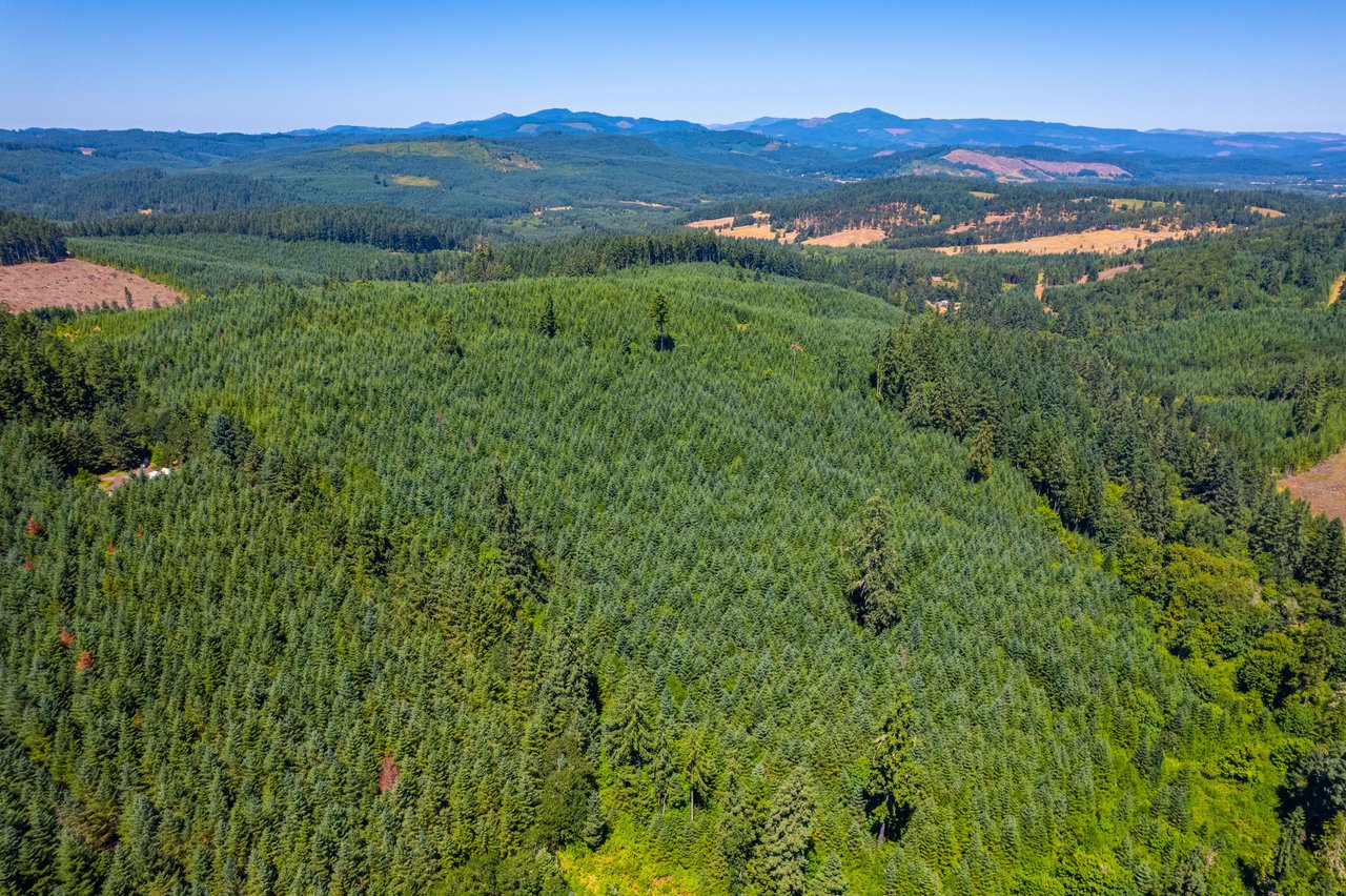 Hayes Hill Tree Farm 