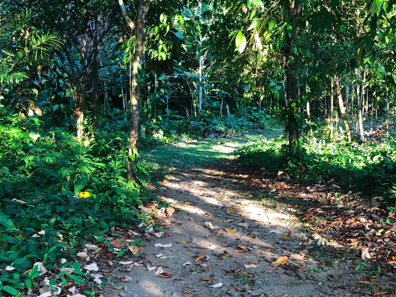 Coastal Development Land, Dominical, Puntarenas