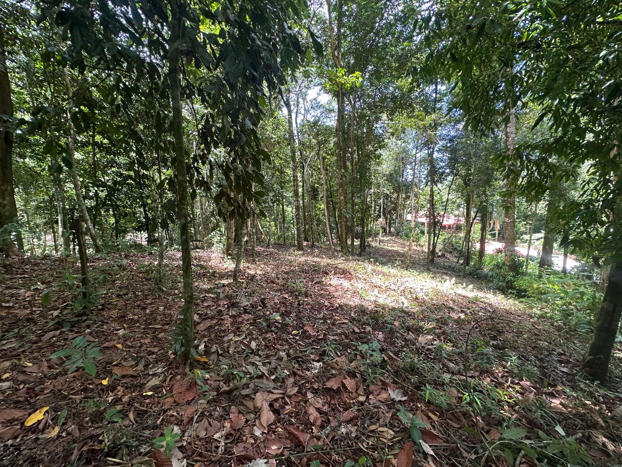 1.6 Acres Land Parcel in Ballena, Jungle Views.