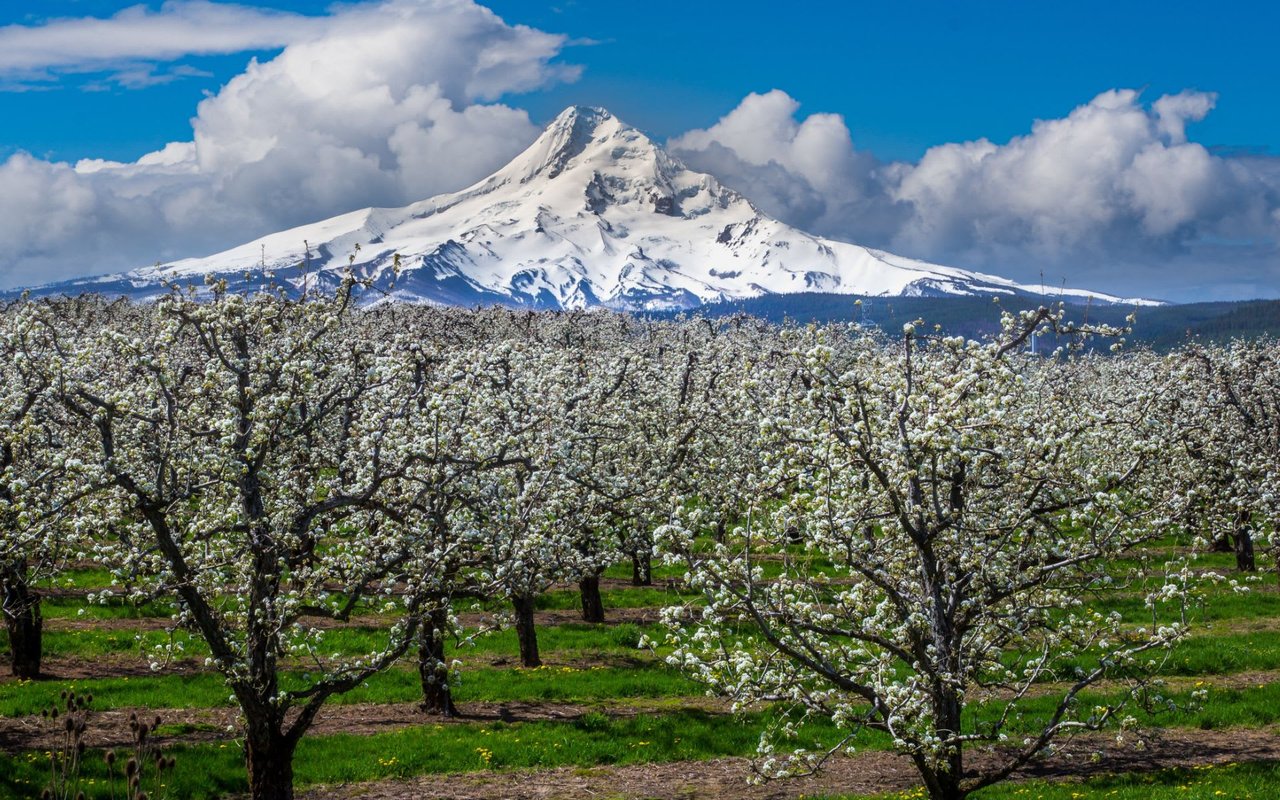 MT HOOD PARKDALE