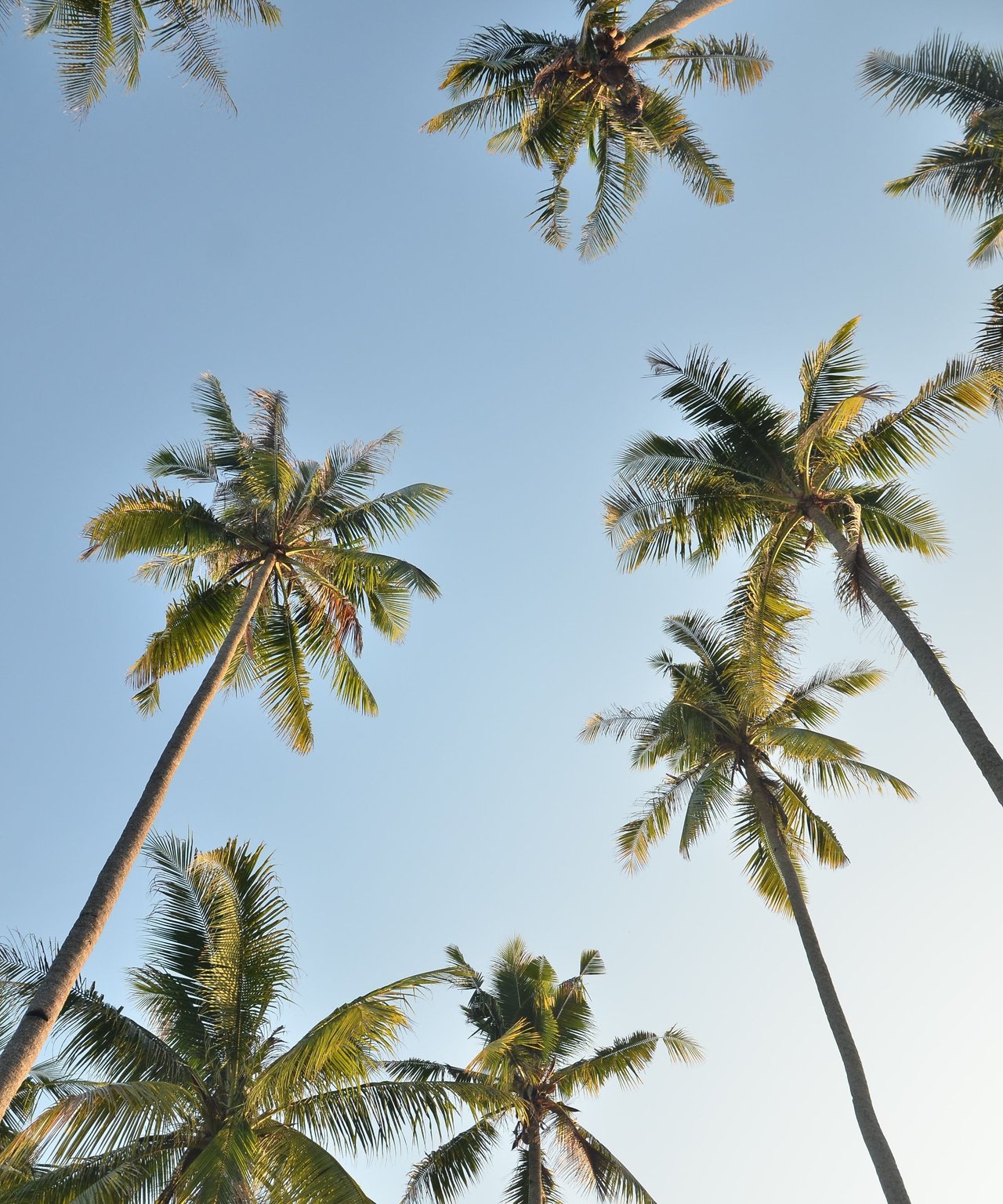 A low-angle shot captures the top of a coconut tree