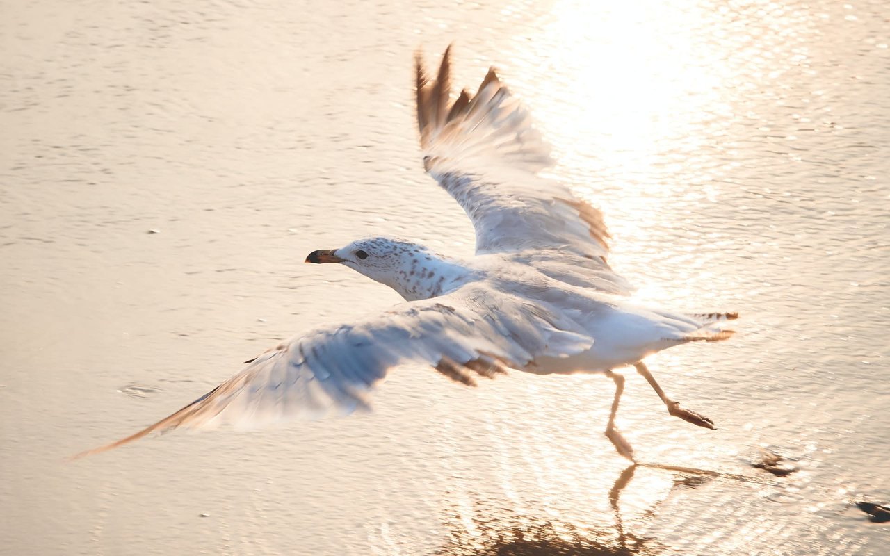 Waterfowl Festival Virtual Art Gallery