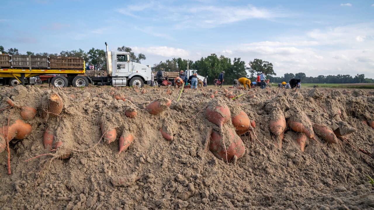 NC Sweet Potatoes a Family Must!