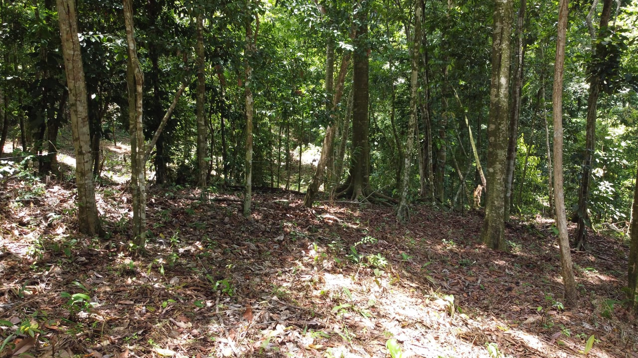 1.6 Acres Land Parcel in Ballena, Jungle Views.