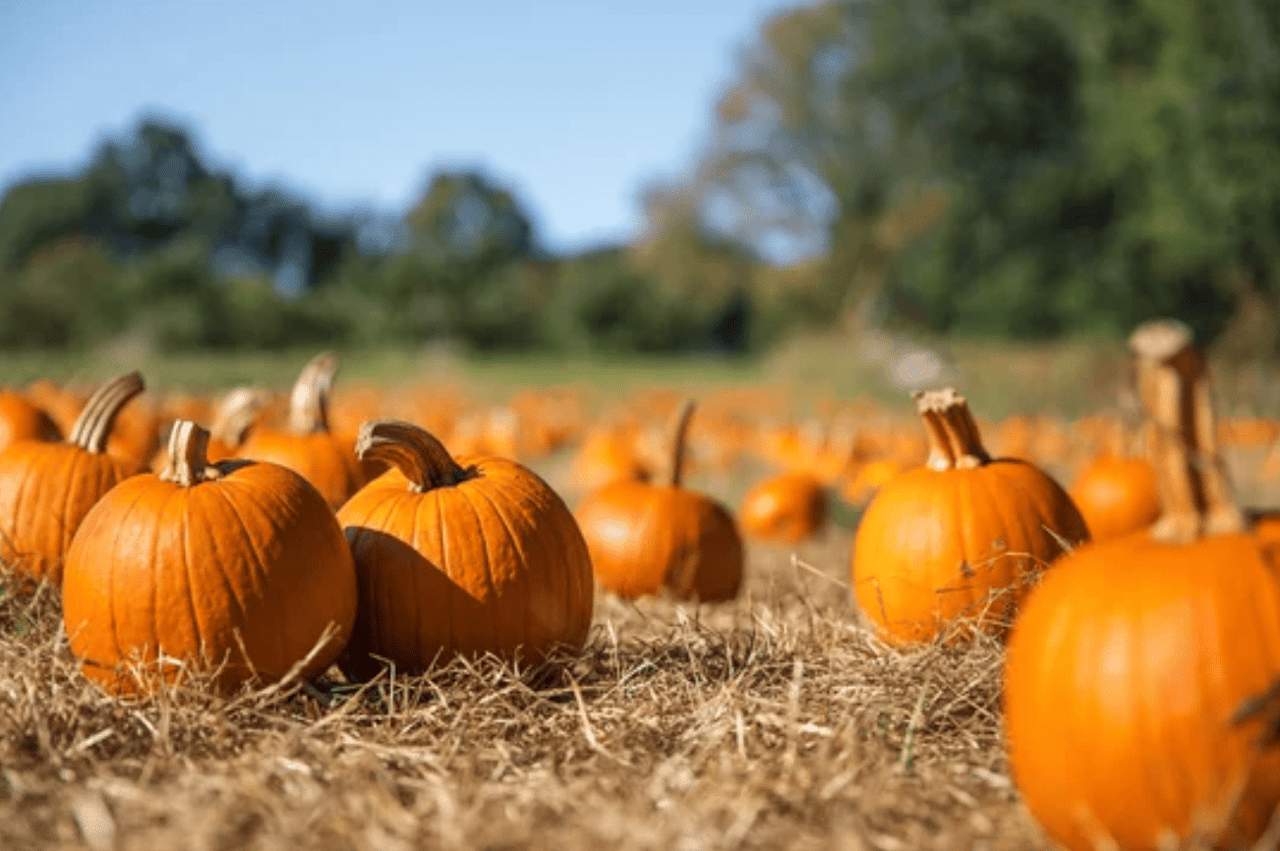 Harvest Haven: The Best Pumpkin Patches for Last-Minute Pumpkin Hunters