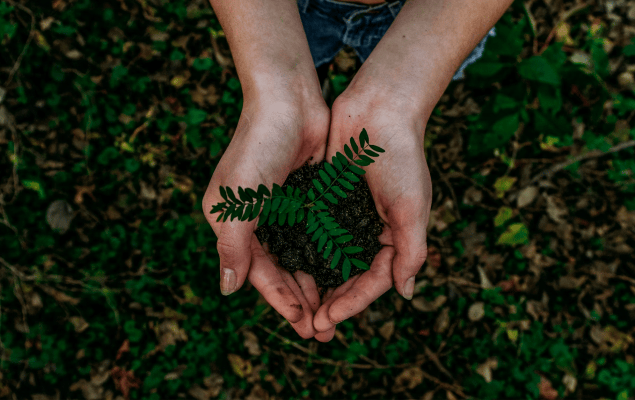 Sustainable Living in Shippan Point: Embracing Eco-Friendly Tips and Initiatives