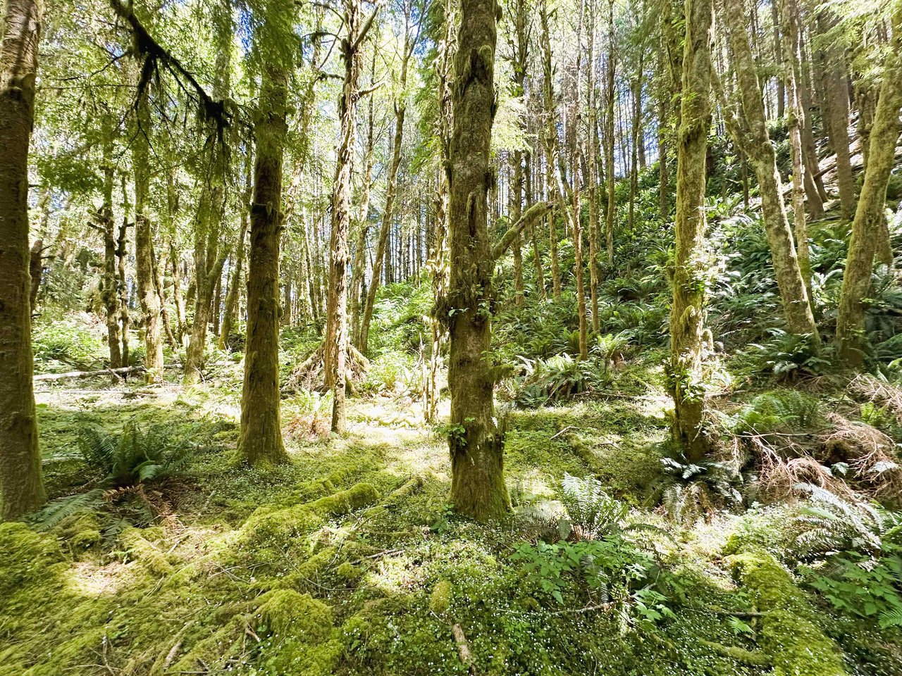 Yaquina Forest