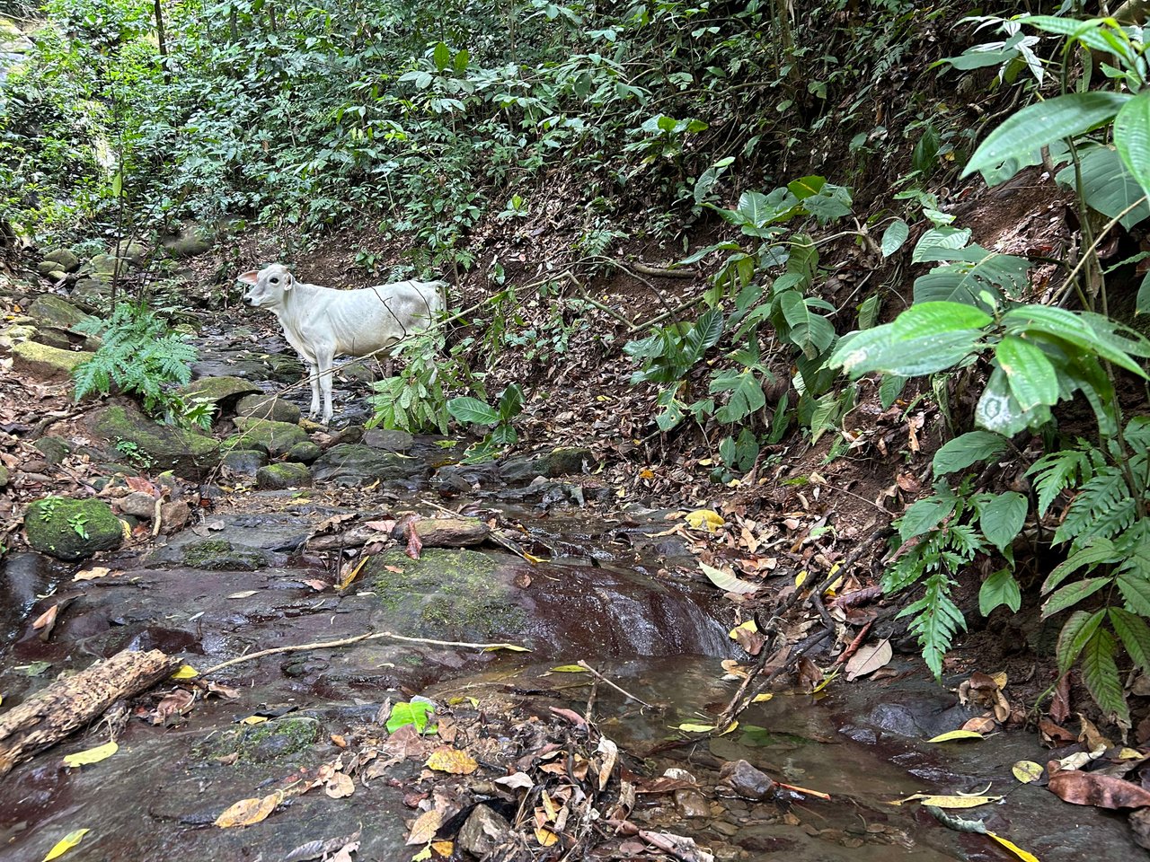 Over 76 Acres in Hatillo Overlooking Playa Linda