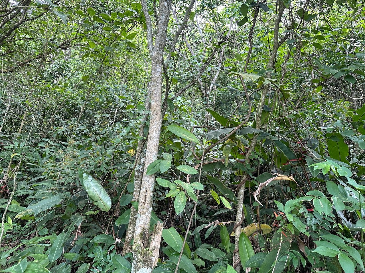 Panoramic View Buildable Land, Escazu, San Jose