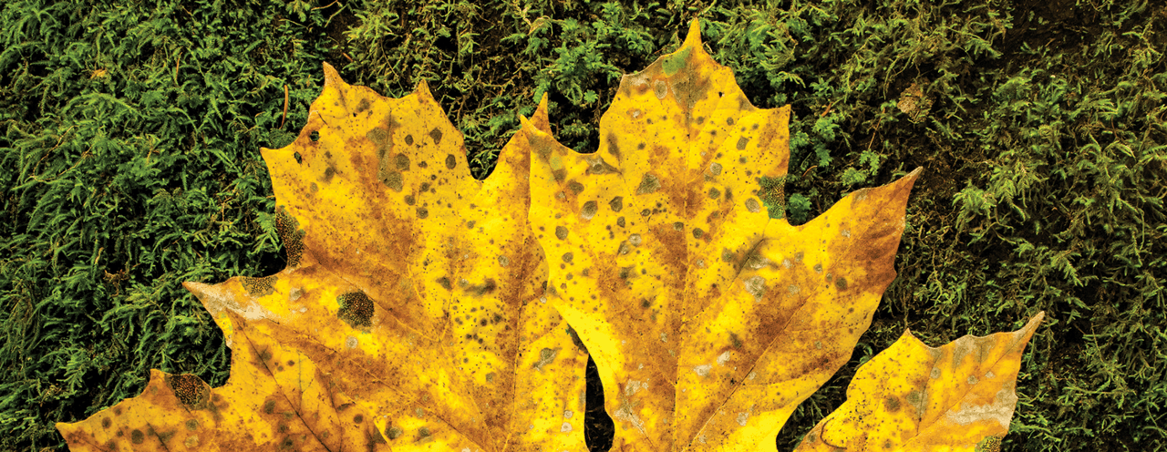 Field Notes | The Art of Identifying Wild Plants