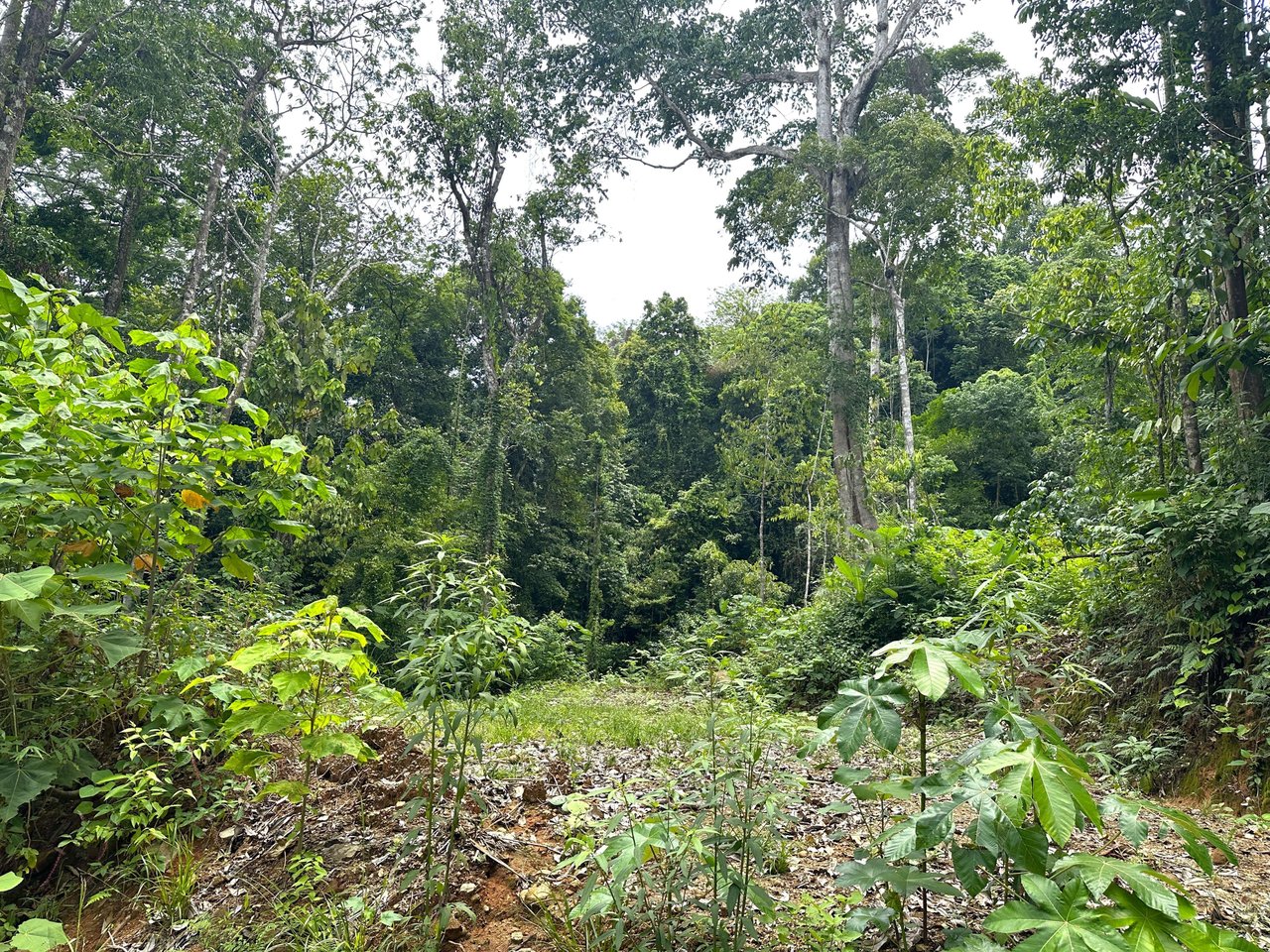 5.77 Acres With 4 Building Sites. Ocean Views, Rivers And Rainforest Abound In Cinco Ventanas! Ojochal 