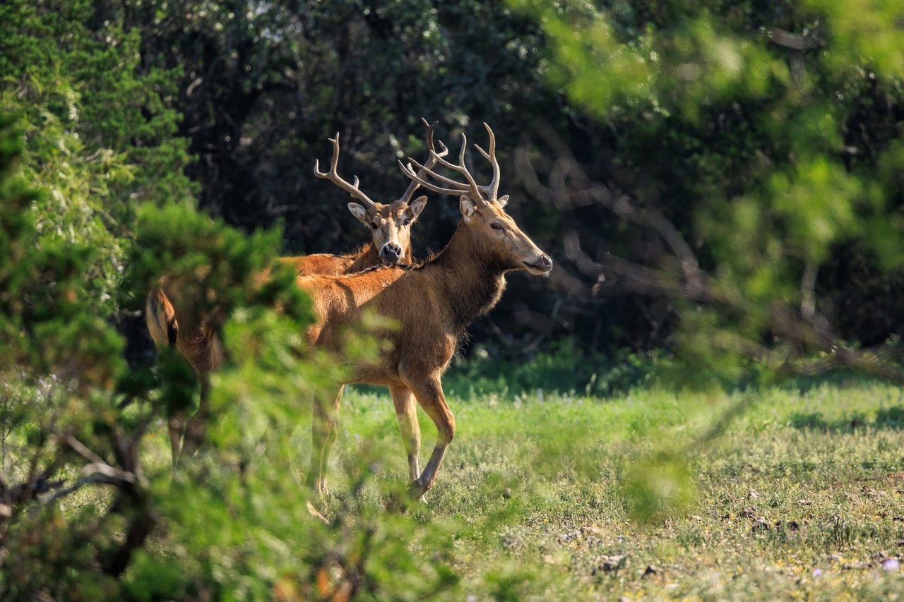 Golden Eagle Ranch