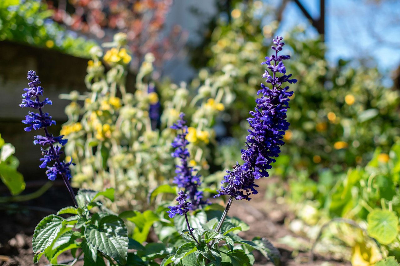 880 Bolinas Road, Fairfax