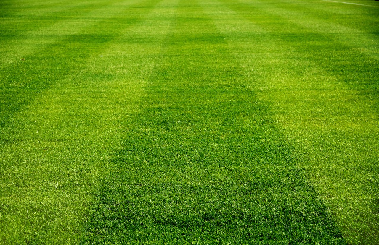 Reimagining Your Portland Home Lawn