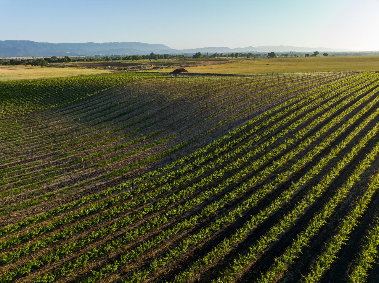 Build your Dream Vineyard Estate