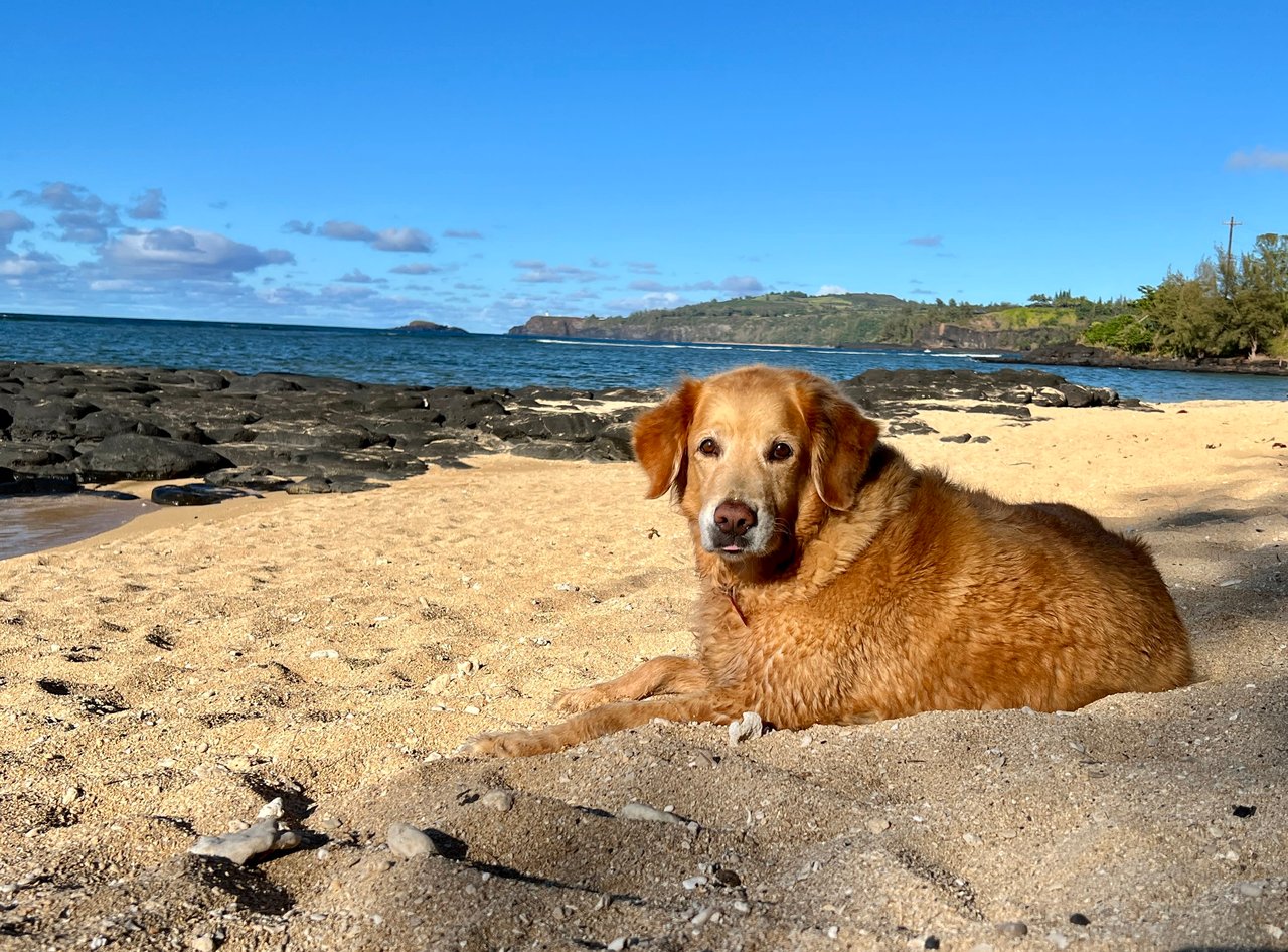 What you should know before bringing your dog to Hawaii