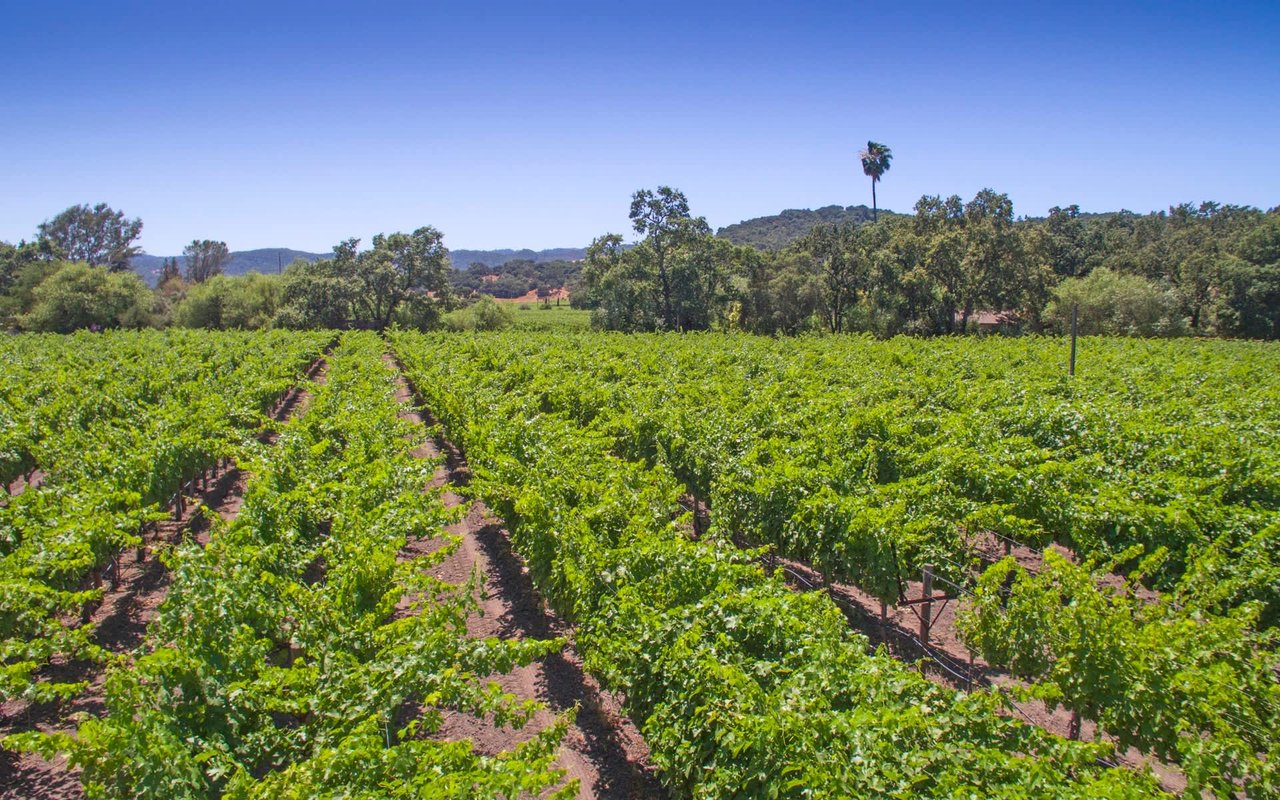 Stag's Leap, Napa Valley