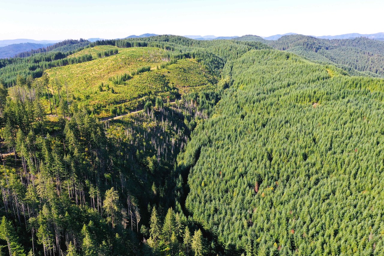 High Pass Tree Farm