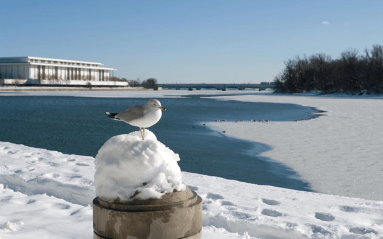 Things to Do in January in the DMV