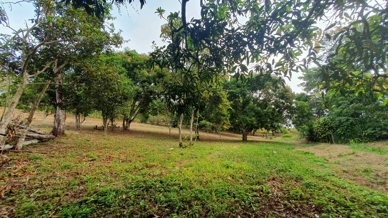 Fruit Tree Property for Sale