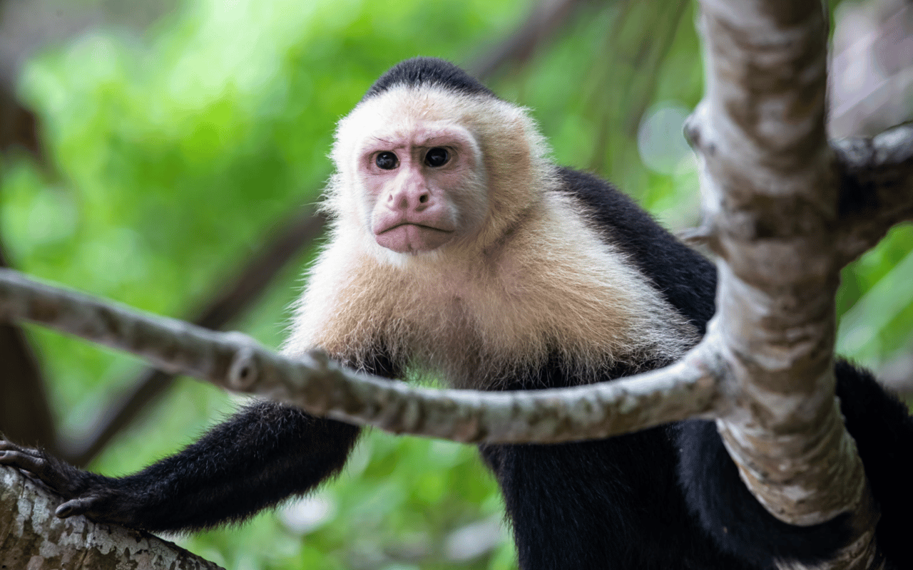 Living in Costa Rica