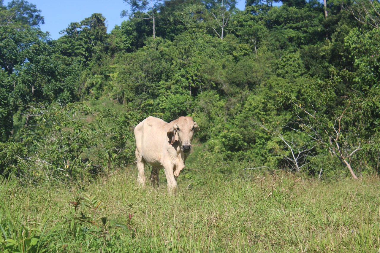 90 acre Farm, Inexpensive with lots of potential close to Rio Claro
