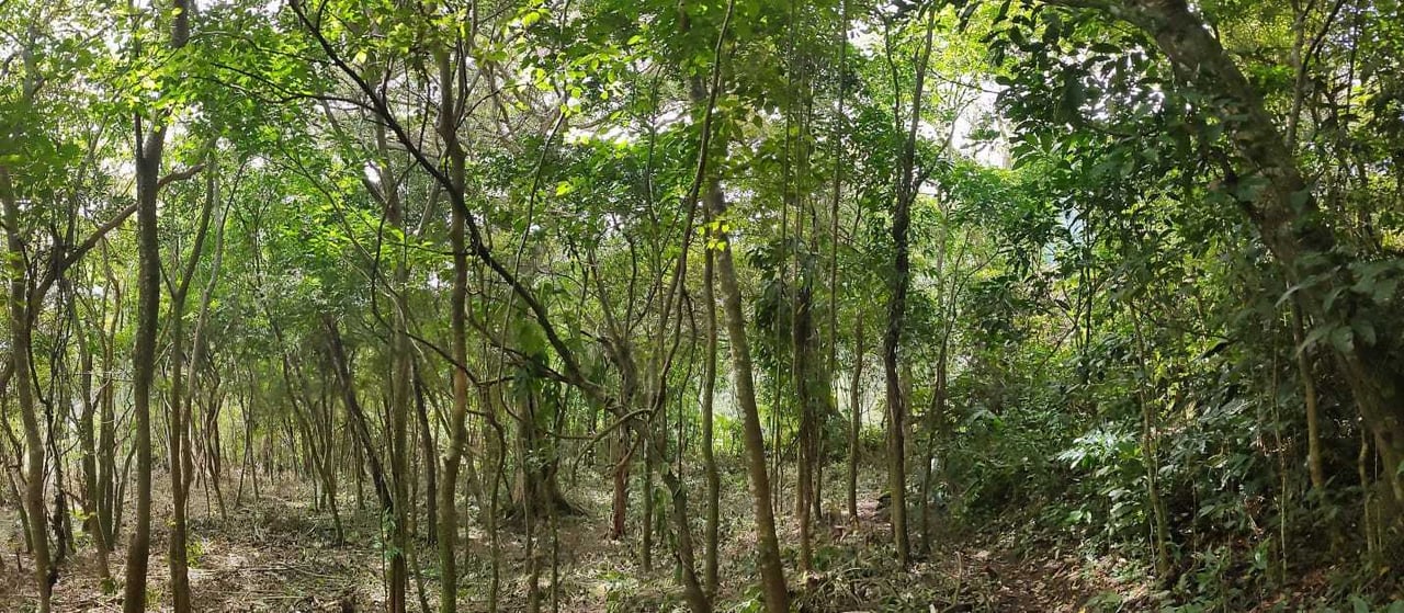 Panoramic View Buildable Land, Escazu, San Jose