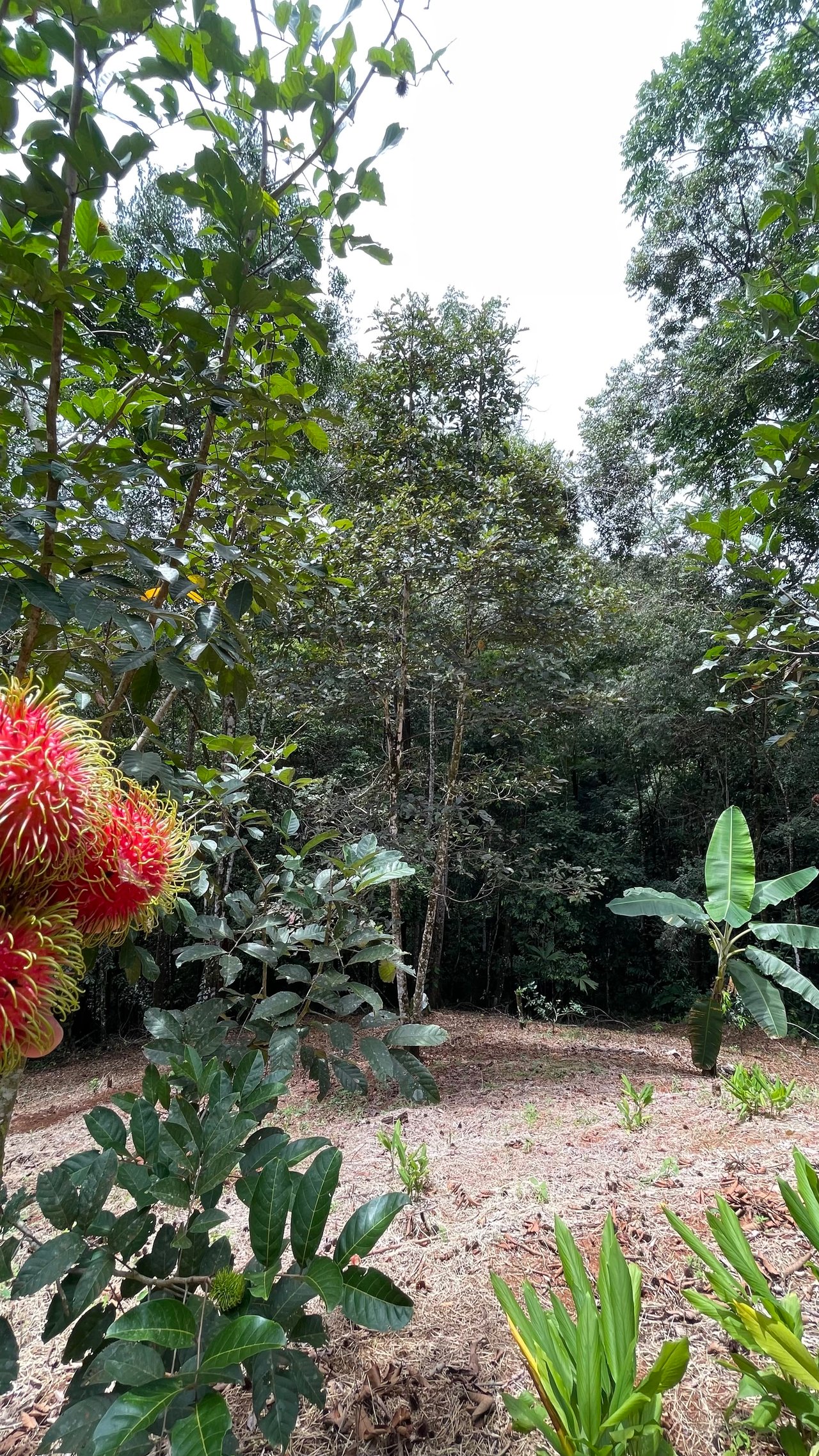 Half Acre Lot in Platanillo, Minutes to the beach of Dominical