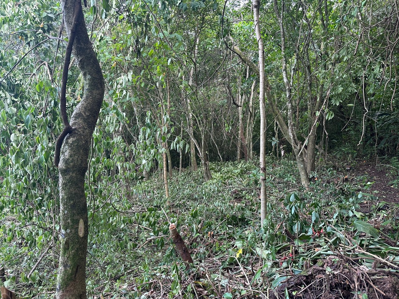 Panoramic View Buildable Land, Escazu, San Jose