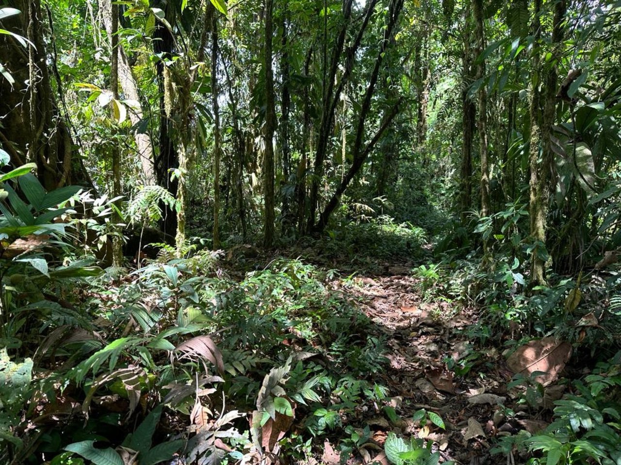 Prestigious Ocean View Development Land, Dominical, Puntarenas