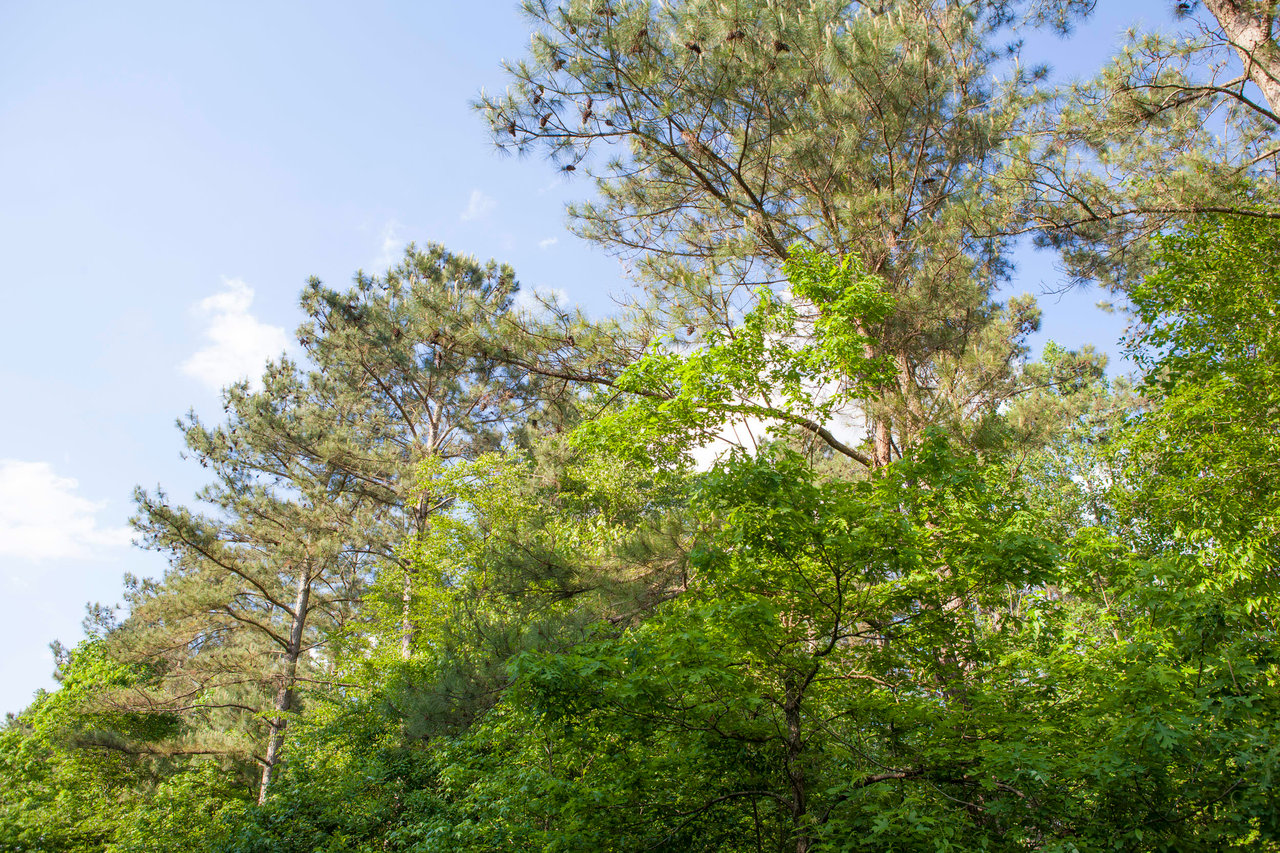 Edgecombe County, NC Land For Sale - 354 Acres