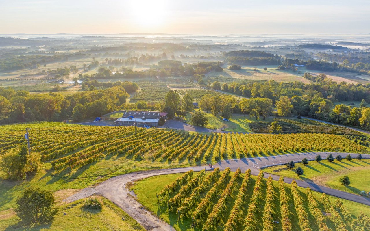Sun lite screen of a vineyard full of vines stretching into the distance