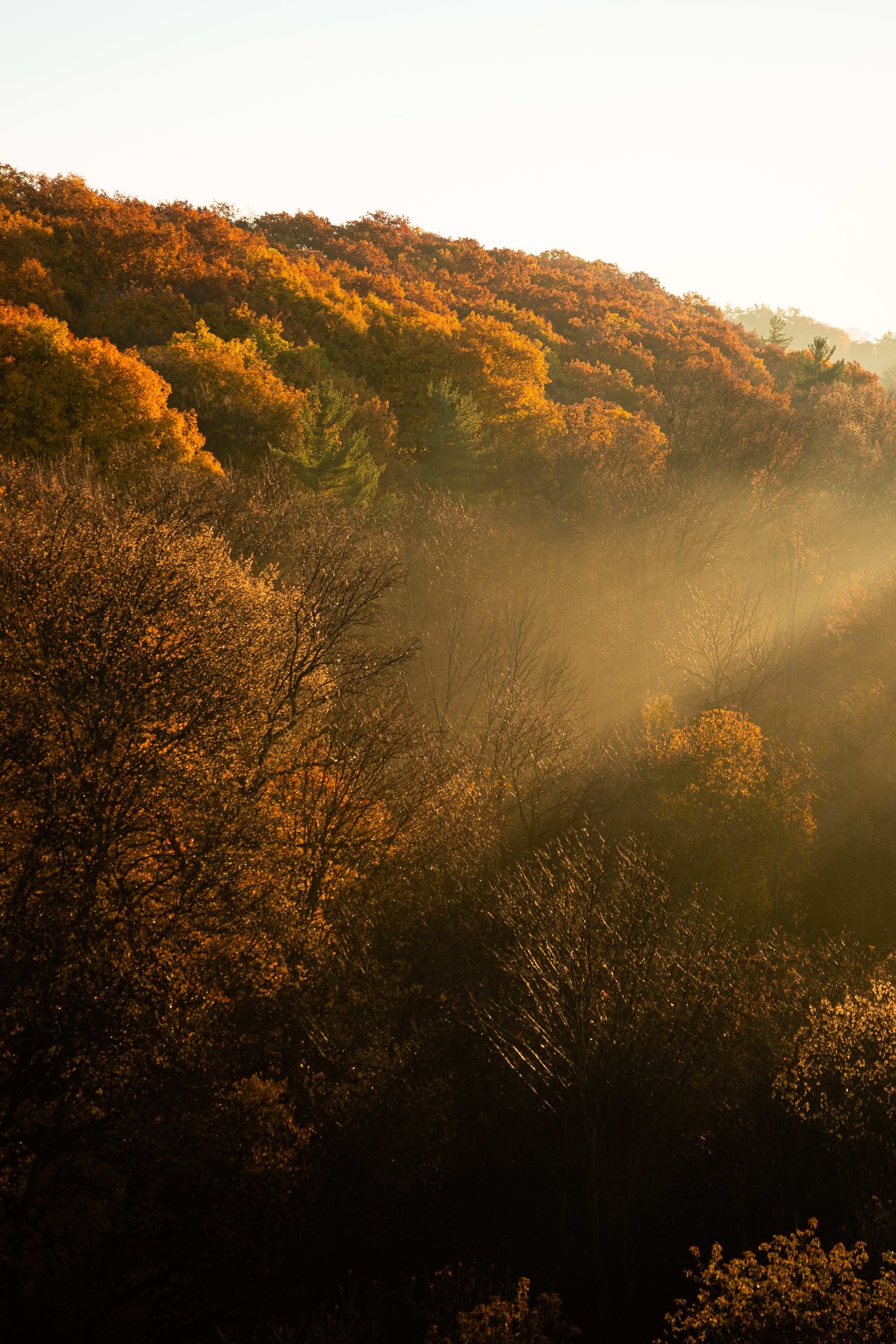 A foggy forest in the fall. The trees are colorful and there is sunlight breaking through the fog.