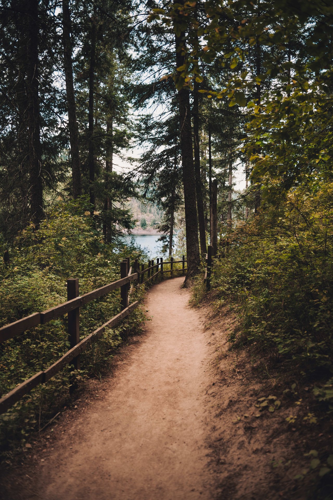 A dirt path winding through a forest with tall trees.