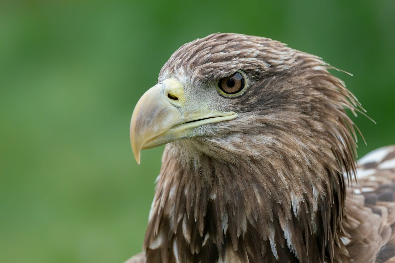 Hawk at the Raptor Center