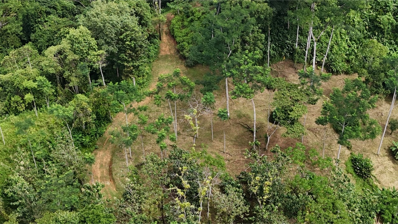 Rainforest Waterfall Acreage Estate, Dominical, Puntarenas